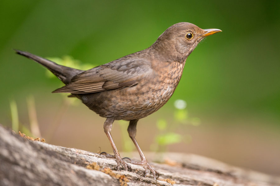 Amsel