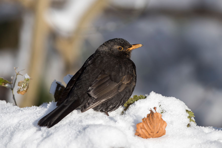 Amsel