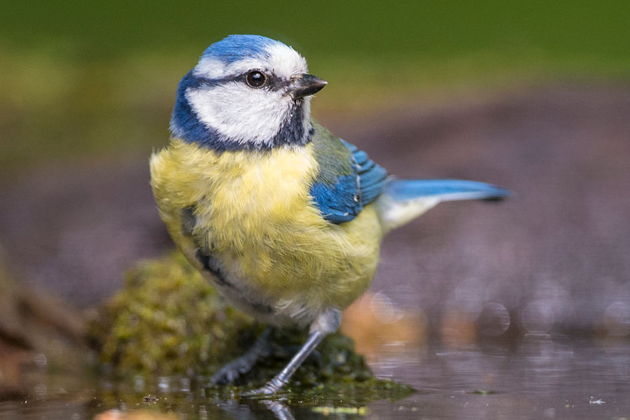 Blaumeise