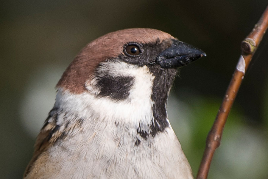 Feldsperling