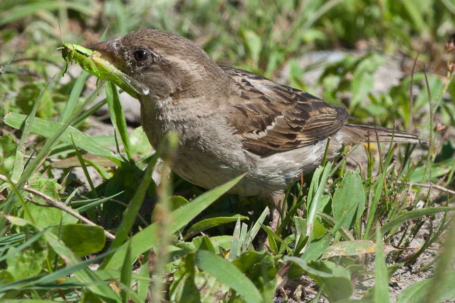 Haussperling