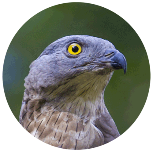 wespenbussard