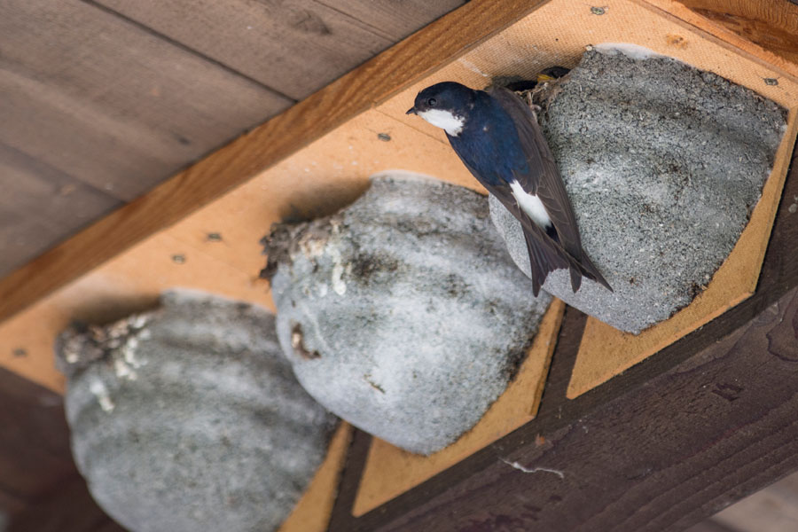 Mehlschwalbe