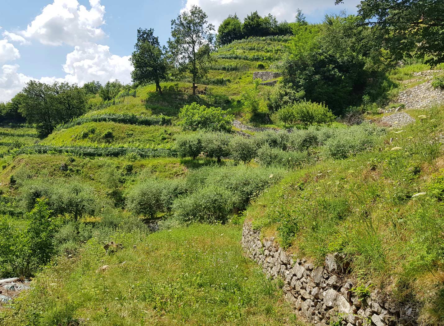 Vigneto 