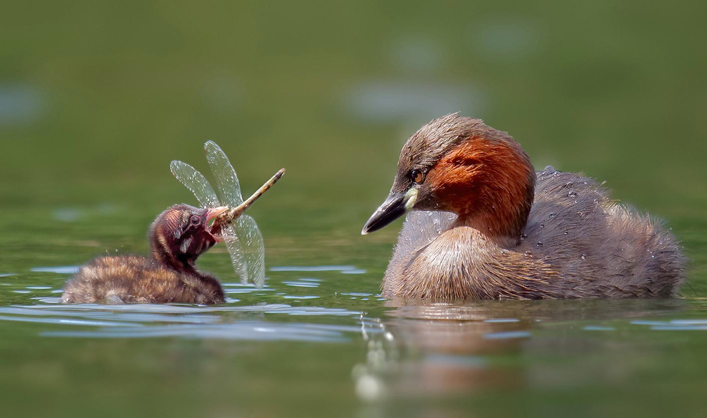 © Volker Jungbluth