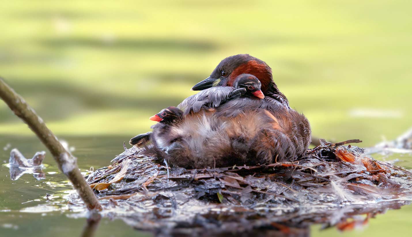 © Volker Jungbluth