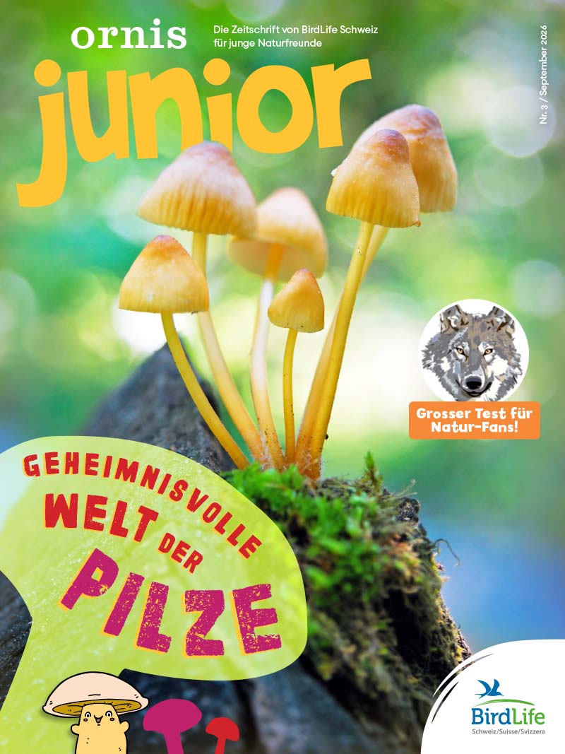 Ornis junior