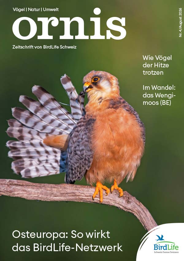 Ornis