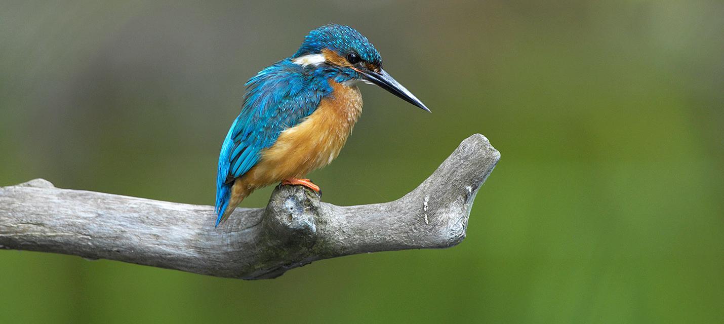 eisvogel_24_michael_gerber2_0_2.jpg