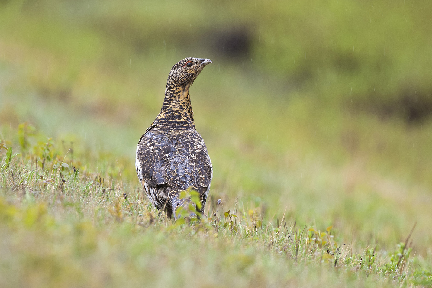 tetrao-urogallus_2016_michiGerber_LD.jpg