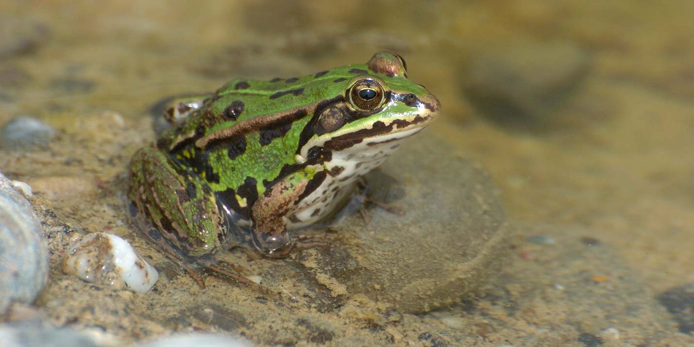 Kleiner Wasserfrosch