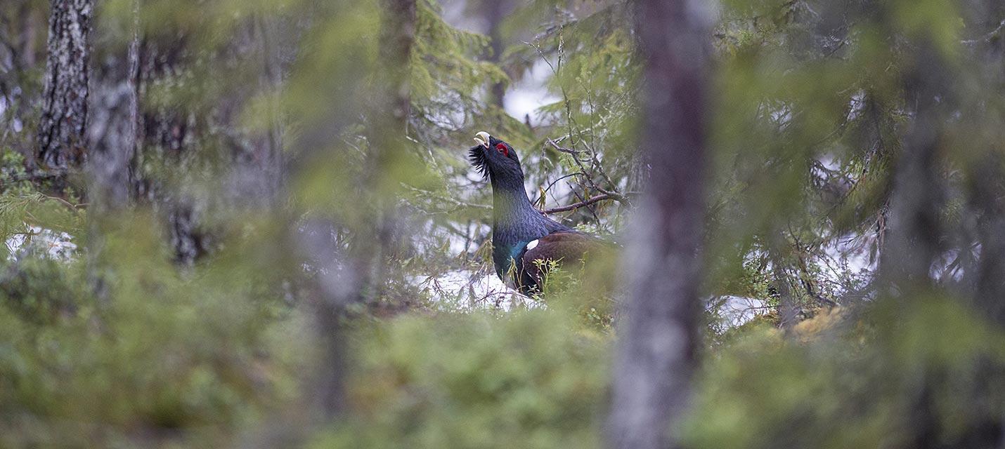 Auerhuhn &copy; Michael Gerber