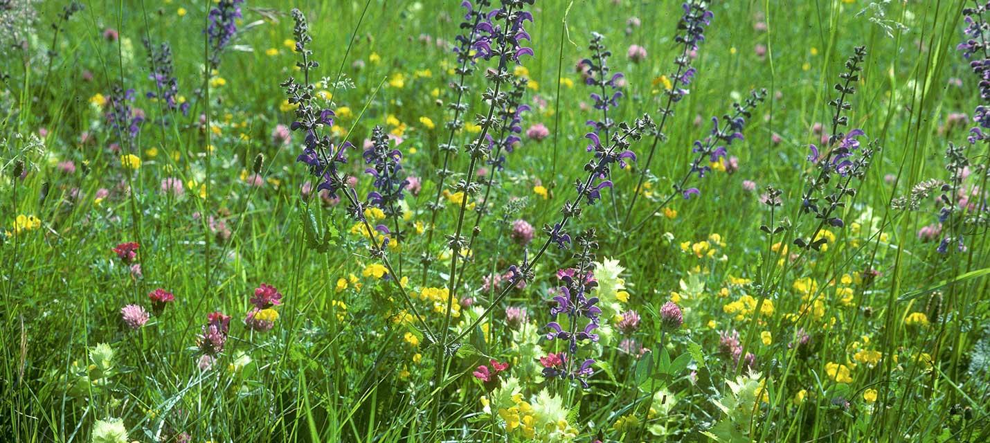 Biodiversit&auml;t &copy; Albert Krebs