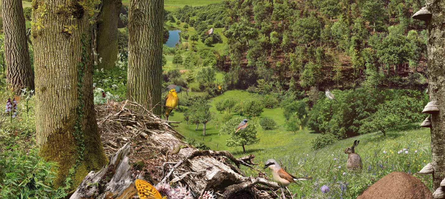 Zones de transition for&ecirc;t - terres cultiv&eacute;es