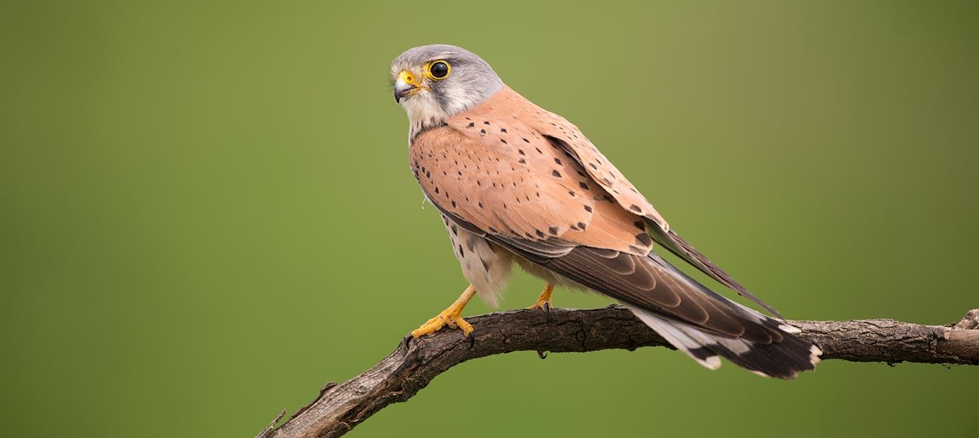 Turmfalke &copy; Michael Gerber