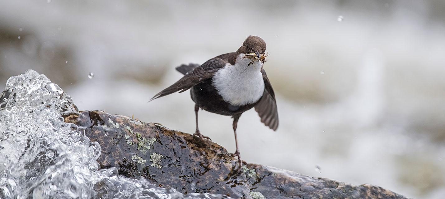 Wasseramsel &copy; Michael Gerber