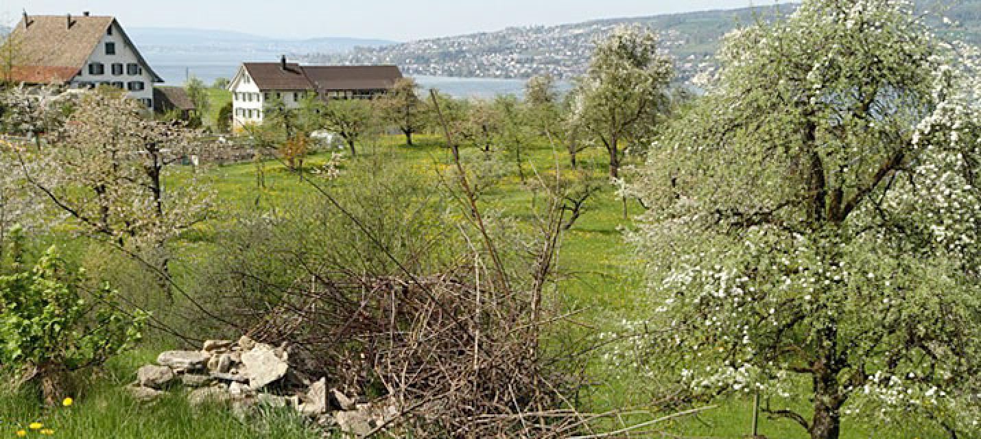 Horgen-W&auml;denswil