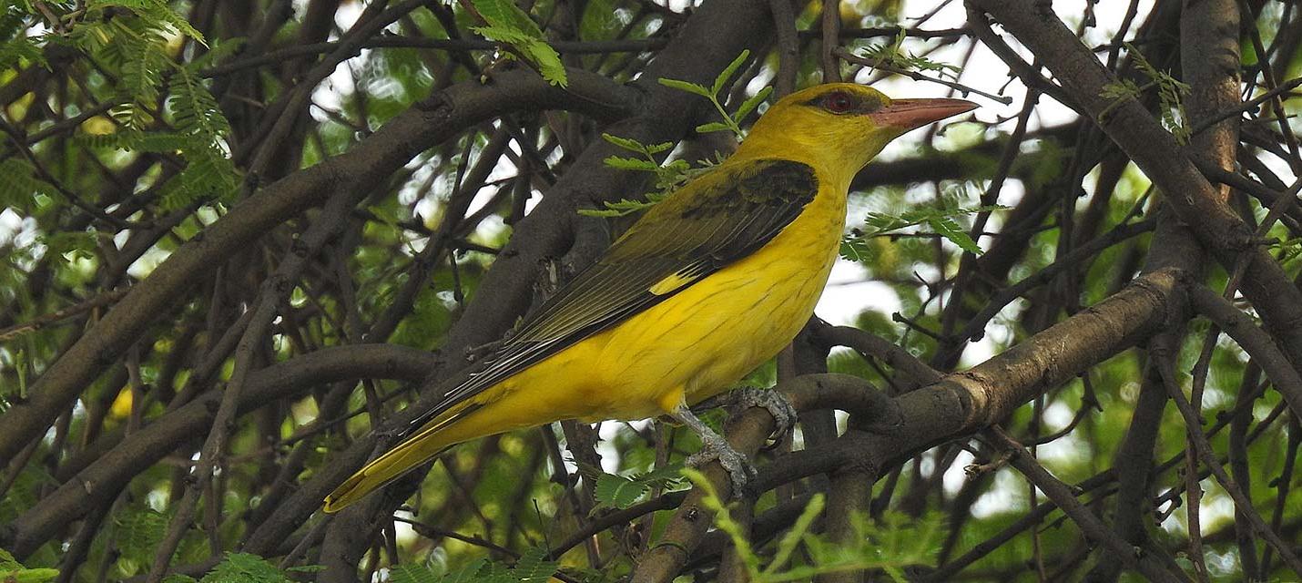 Pirol &copy; Dr. Raju Kasambe