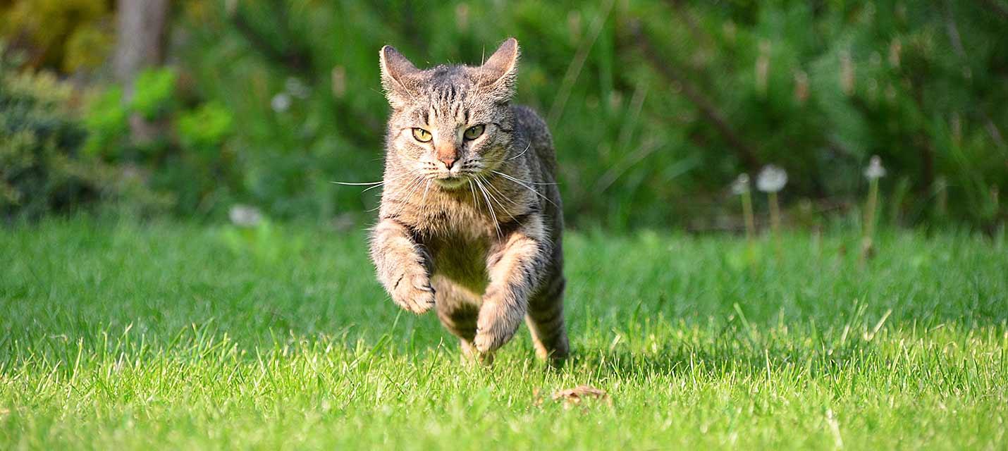 Katze &copy; Anne Garti, pixelio.de
