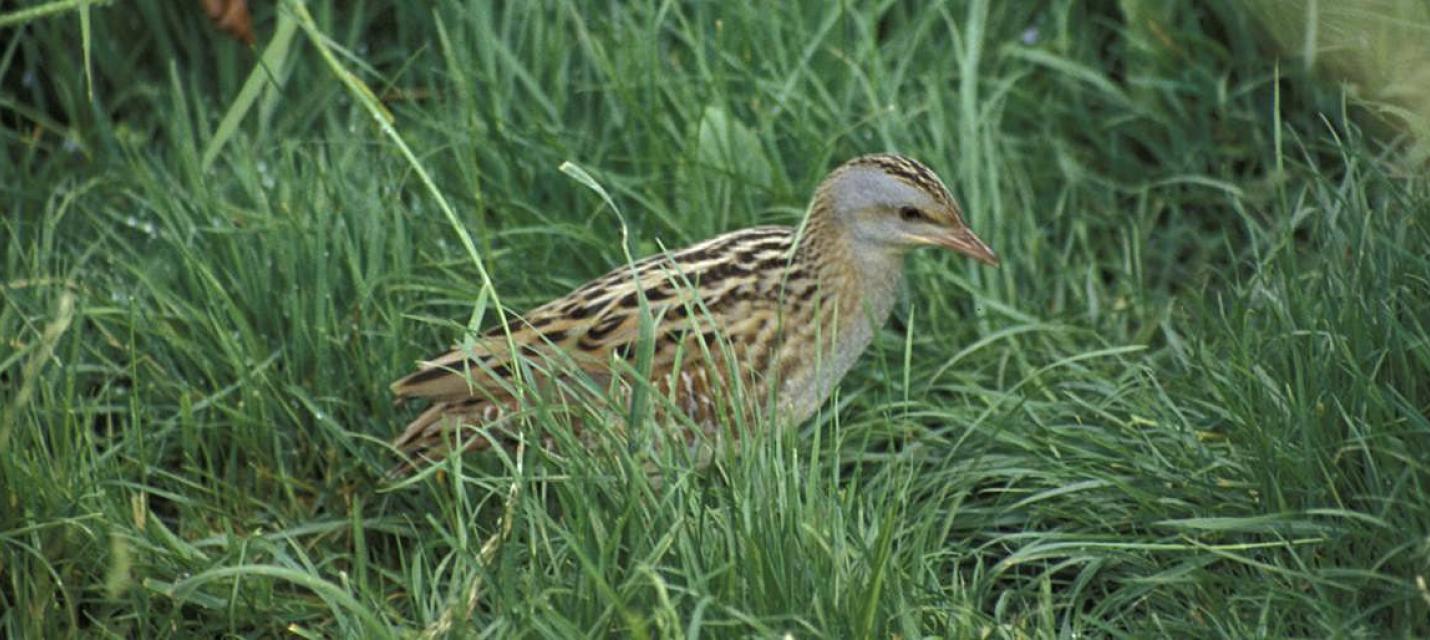 Wachtelk&ouml;nig