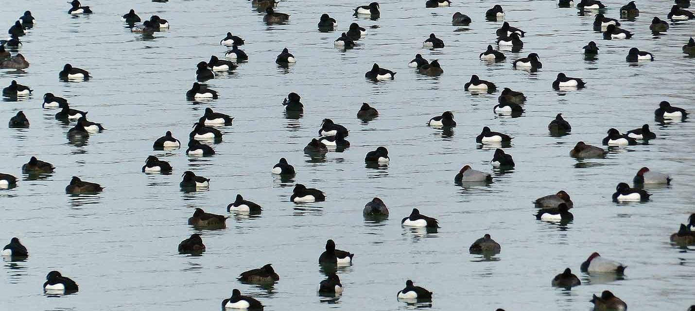 Fuligules morillons &copy; pixabay