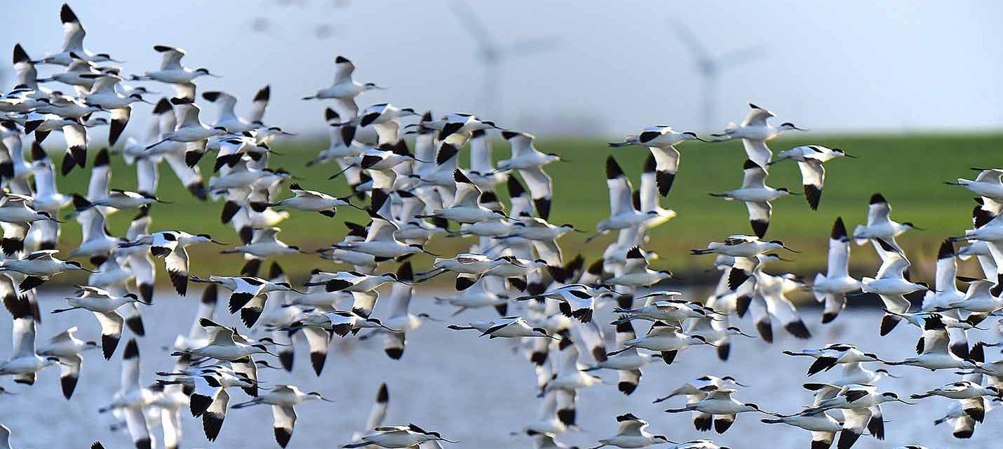 Migration des oiseaux &copy; Pixabay