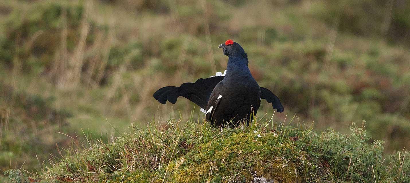 Chasse