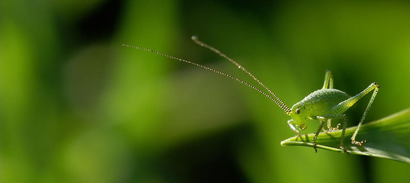 Tag der Insekten