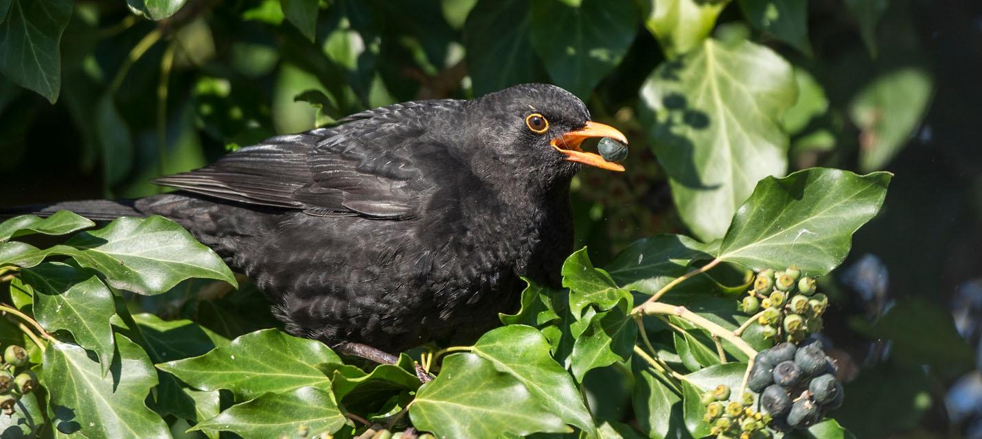 Amsel