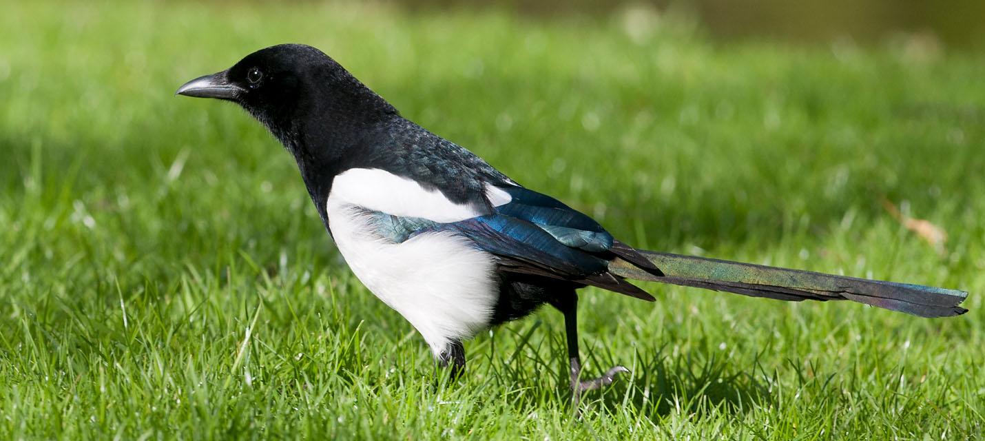 Pie bavarde