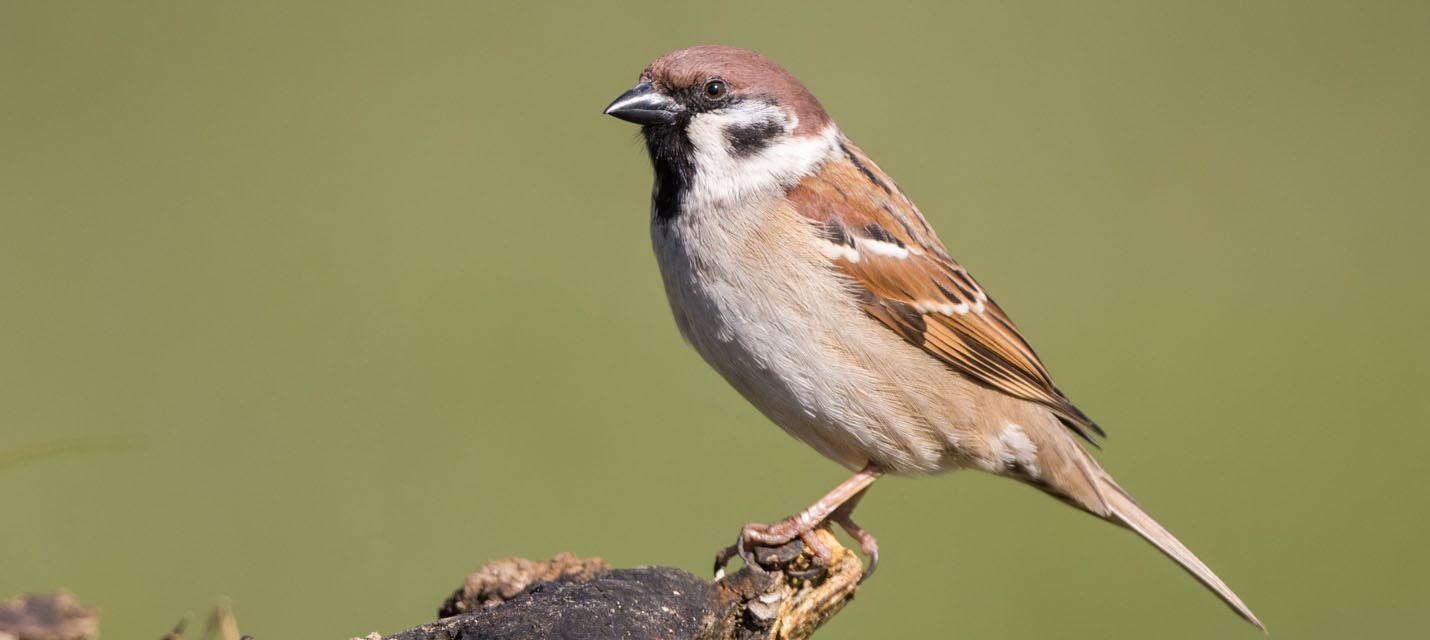 Moineau friquet