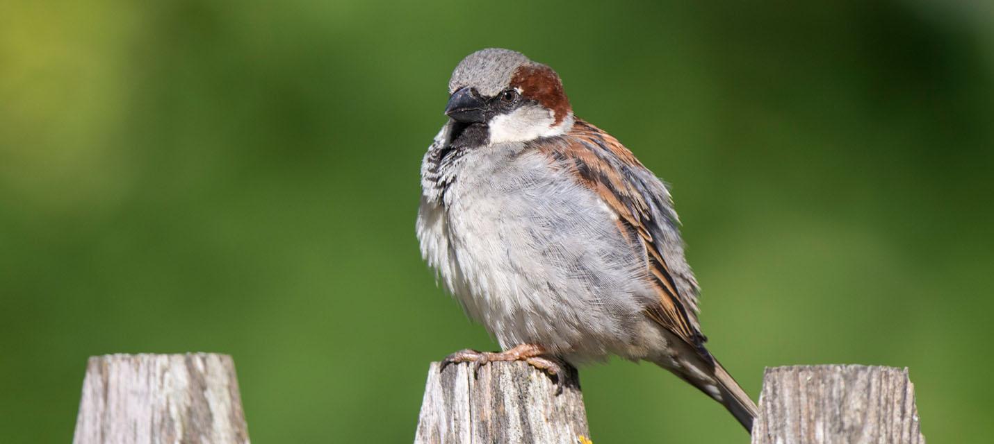 Moineau domestique