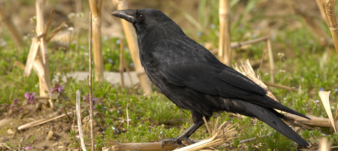 Corneille noire