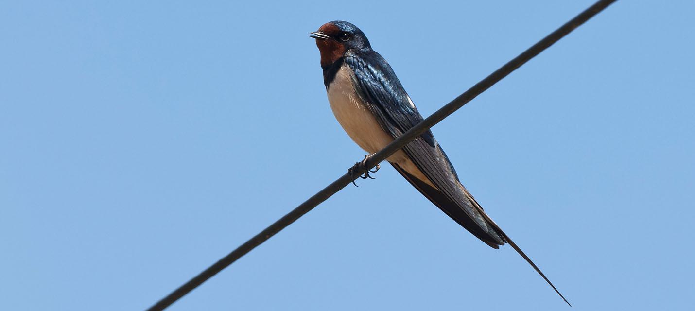 Hirondelle rustique