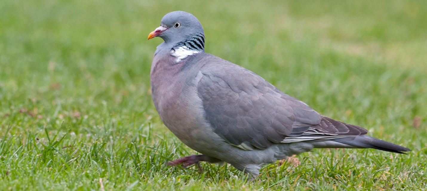 Pigeon ramier