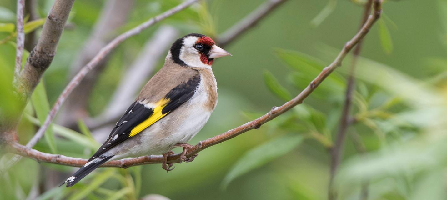 Chardonneret &eacute;l&eacute;gant
