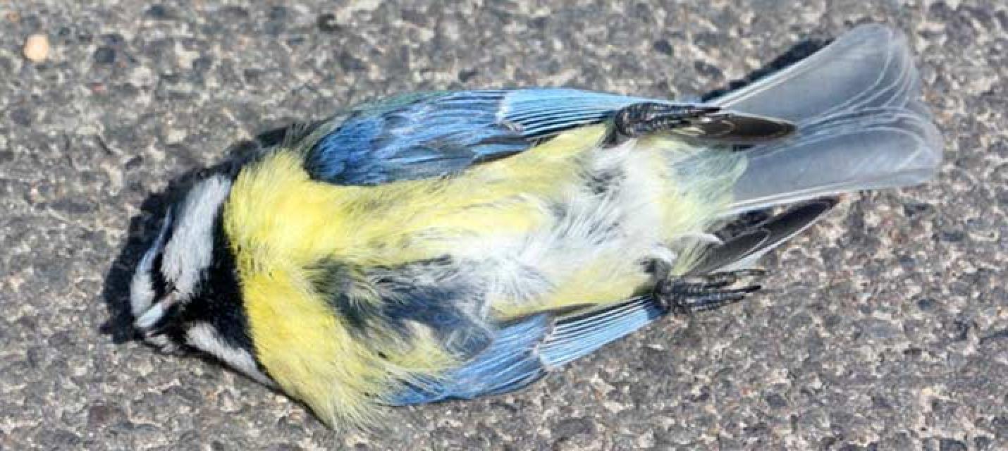 Blaumeise &copy; Nabu