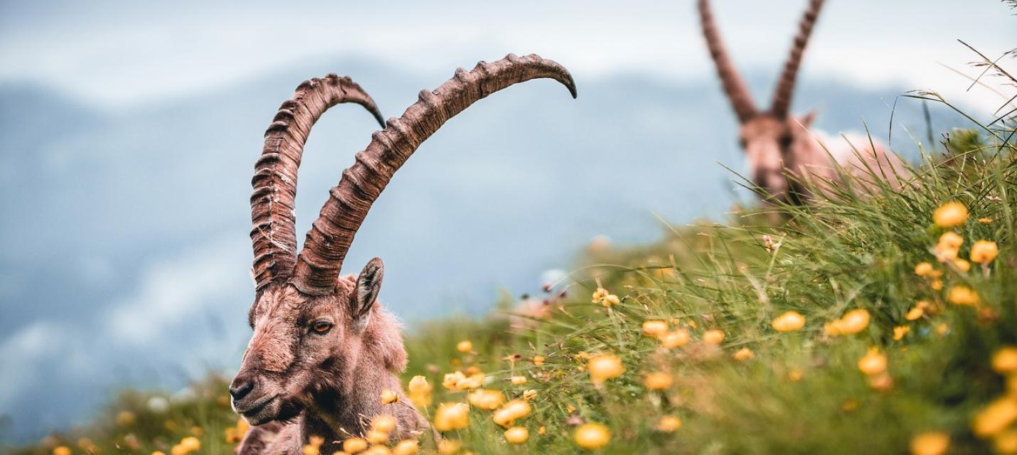 Initiative Biodiversit&eacute;