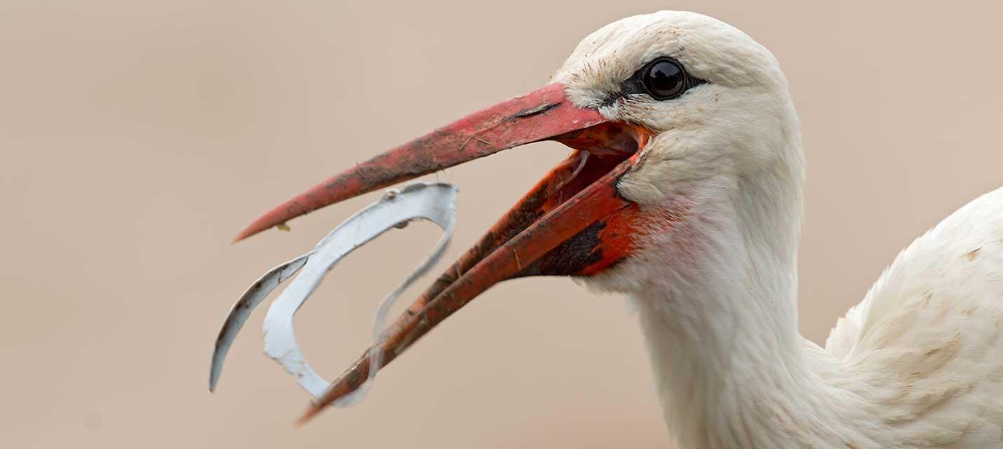 Storch mit Plastik im Schnabel