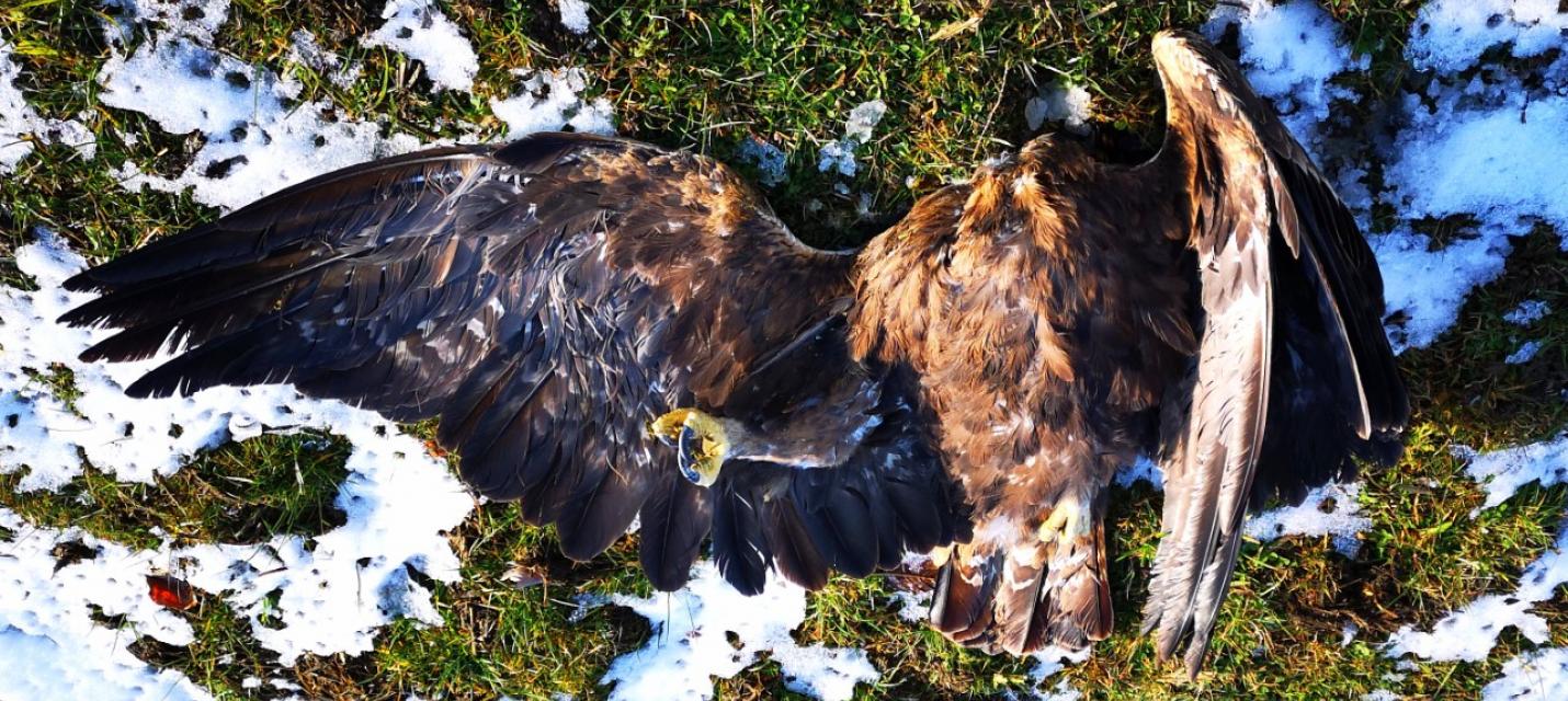 aigle