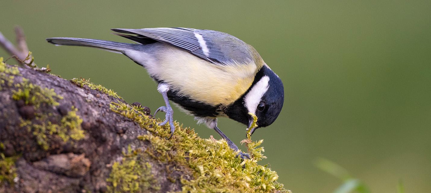 M&eacute;sange charbonni&egrave;re