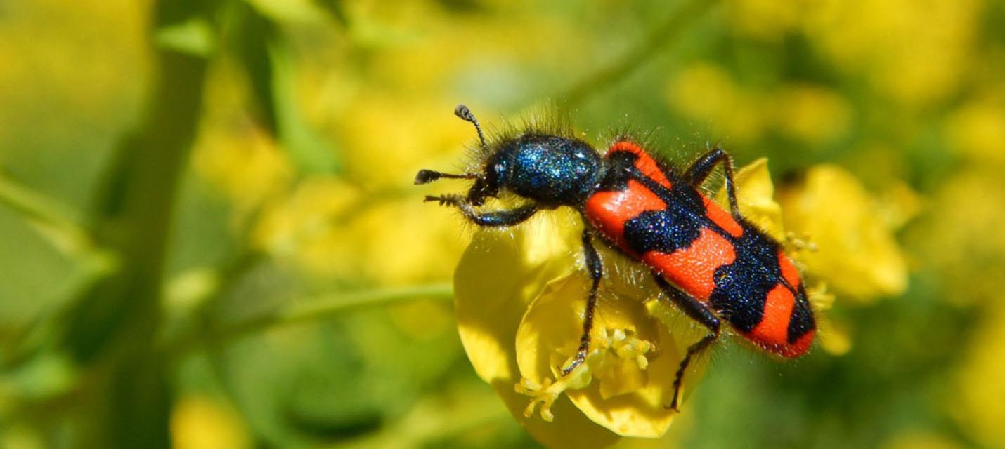 K&auml;fer_Biodiversit&auml;t