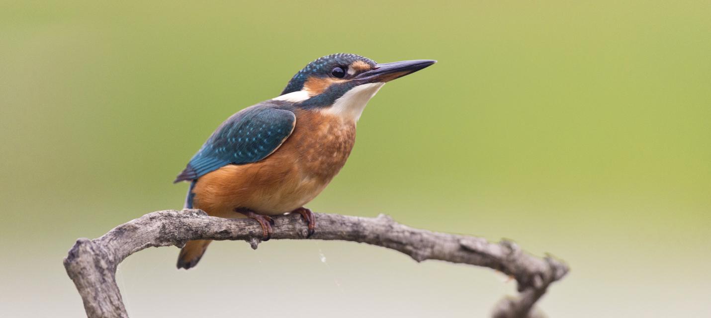 eisvogel