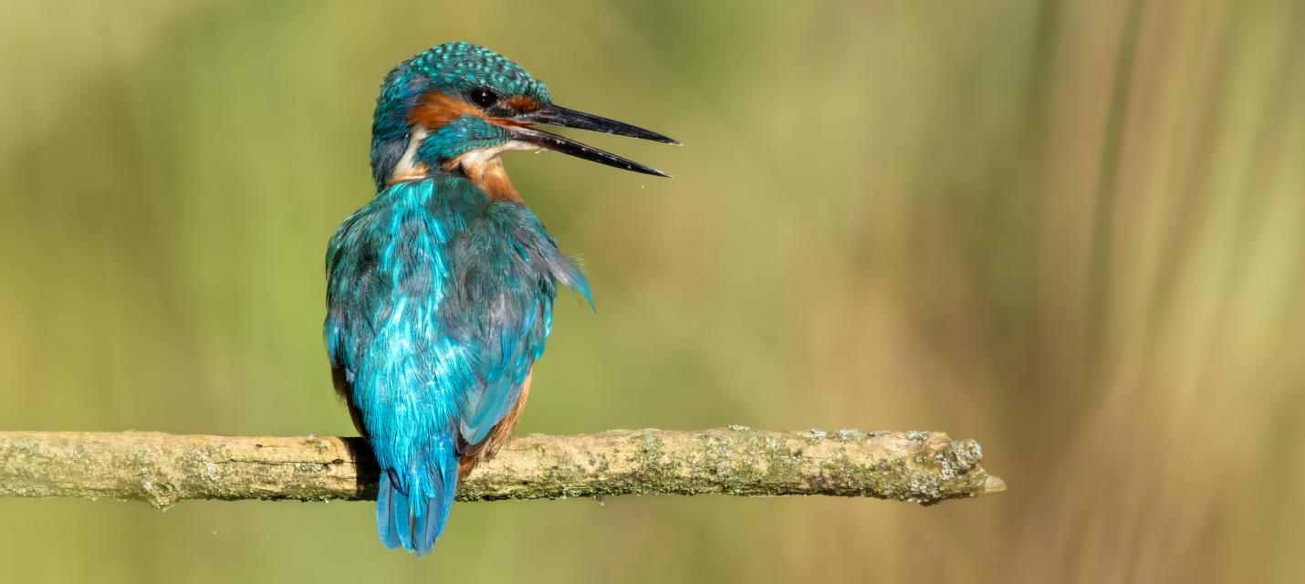 Eisvogel
