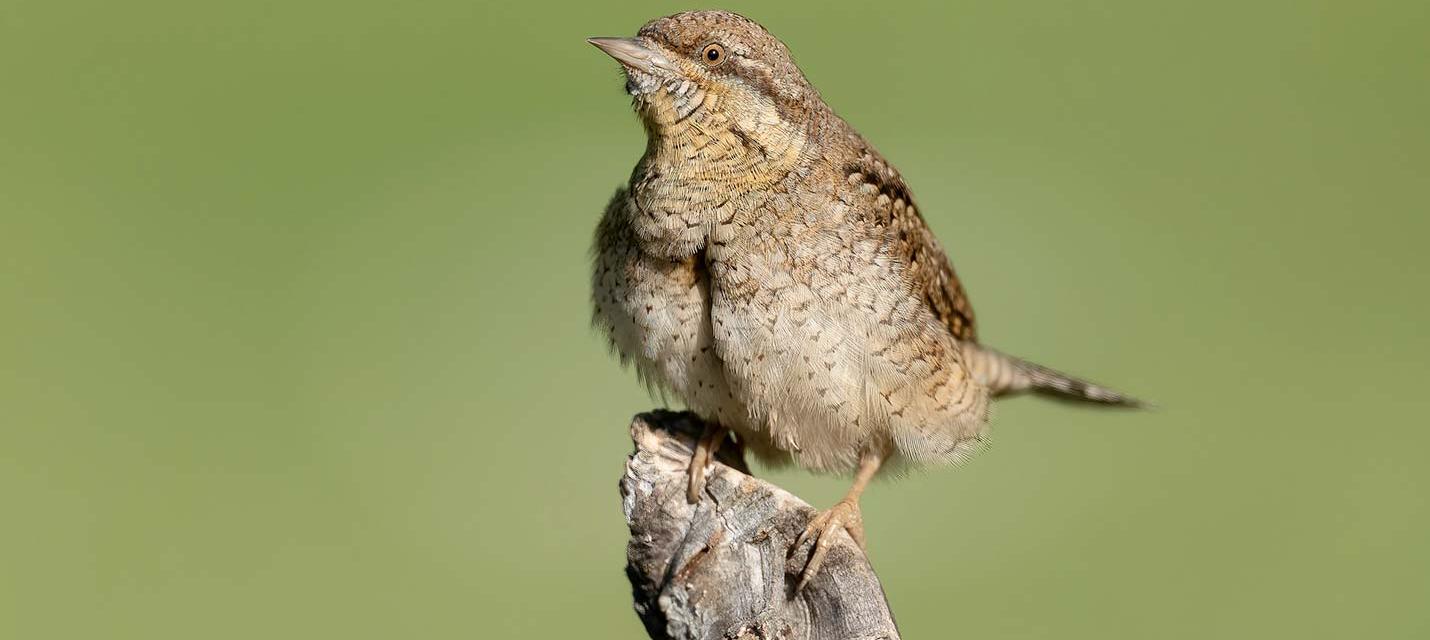Torcicollo