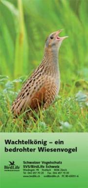 Der Wachtelk&ouml;nig - ein bedrohter Wiesenvogel