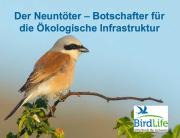 Vortrag &laquo;Vogel des Jahres 2020: Neunt&ouml;ter&raquo;