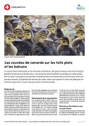Couv&eacute;es de canards sur les toits plats et les balcons