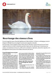 Nourrissage des oiseaux d&lsquo;eau