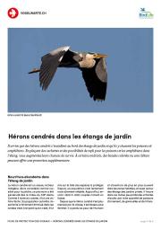 H&eacute;rons cendr&eacute;s dans les &eacute;tangs de jardin
